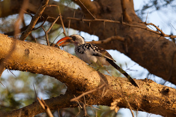 Northern red-billed hornbill © Melanie