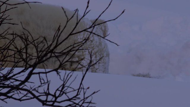 Sleeping polar bear adjusts snowy head in breezy dusk willows