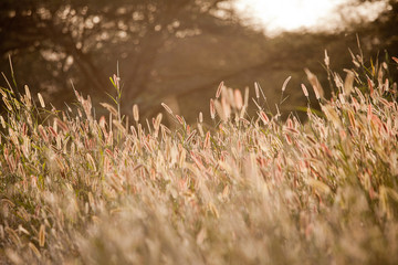 Sunset on African reeds