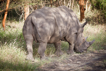 Obraz premium Rhinoceros, Bandia nature reserve, Senegal
