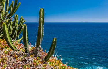 Cactuses of Gran Canaria