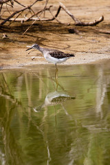 Lesser Yellowlegs