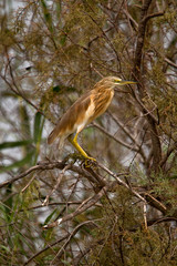 Squacco Heron