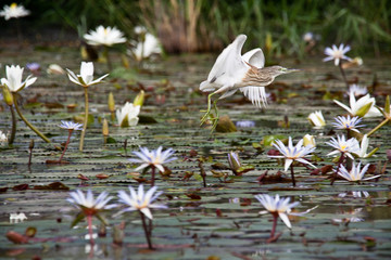 Crabier Chevelu - Squacco Heron