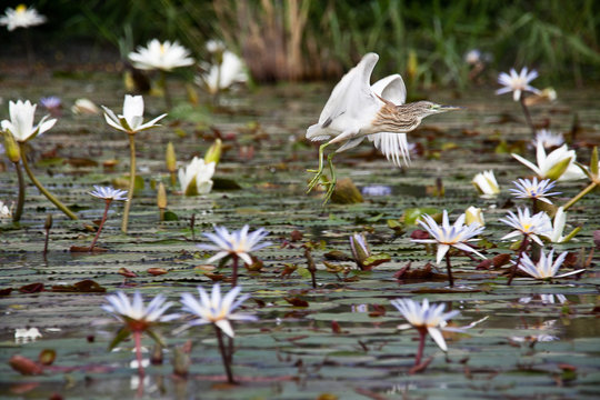 Crabier Chevelu - Squacco Heron