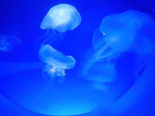 Group of light blue jellyfish