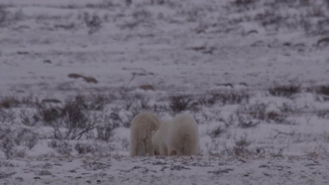 Polar bear and cub walk behind snowy berm