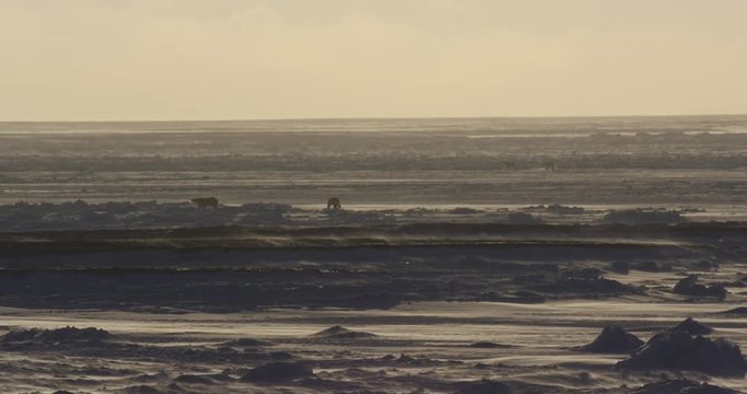 Polar bears in distance walk over barren sea ice as snow blows