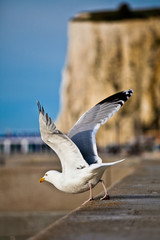 Seabird taking off