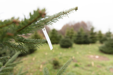 Zettel am Weihnachtsbaum