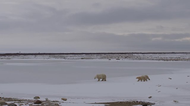 Polar bear cubs walk towards mother over frozen pond on tundra