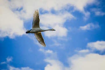 青空を飛ぶ白鳥