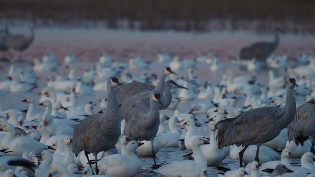 Cranes and Snow Geese Mingling at Dawn