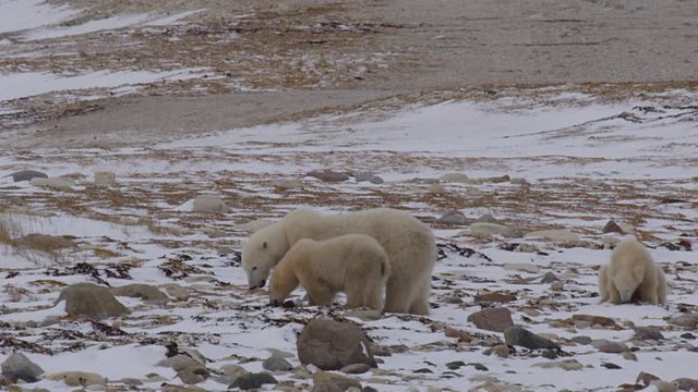Slow motion - polar bear family eating kelp on rocky tundra
