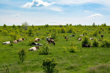 Cow grazing on a green summer meadow