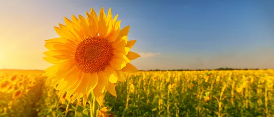 Keuken foto achterwand Zonnebloem Sunflower