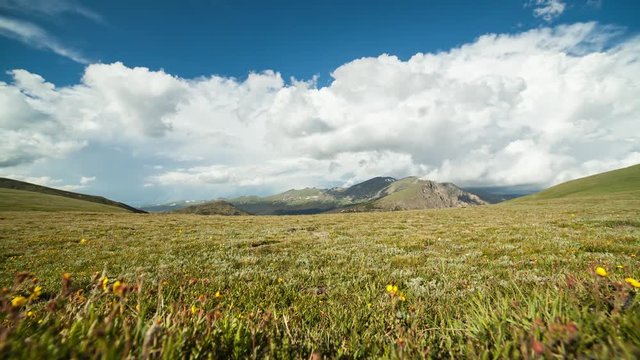 Timelapse clouds passing wildlfowers in alpine tundra in CO