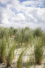 Fototapeta premium seaside landscape with sand dunes with grass , Ameland Island, The Netherlands