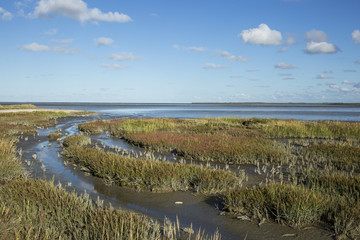Obraz premium Maritime landscape with heathland, blue sky and cloud, Waddenzee, Friesland, The Netherlands
