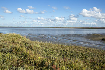 Fototapeta na wymiar Maritime landscape with heathland, blue sky and cloud, Waddenzee, Friesland, The Netherlands