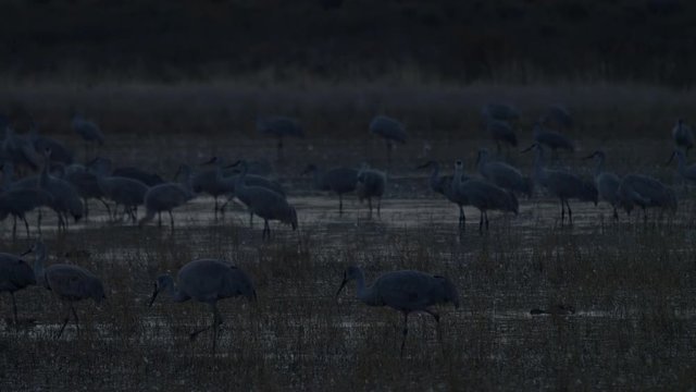 Sandhill Cranes Walking in Marsh at Dusk