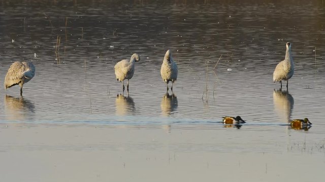 Ducks Swim in front of Preening Cranes in Morning Light
