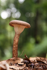 Wild Mushroom in Forest