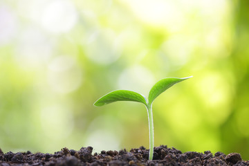 Growing sprout