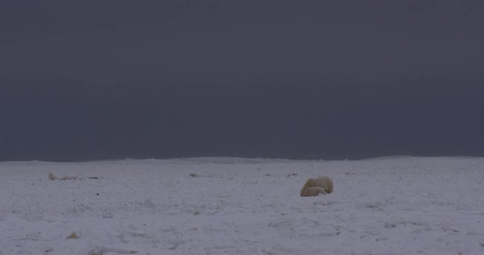 Polar bear and cubs with storm waves breaking behind them