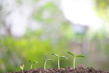Growing plants