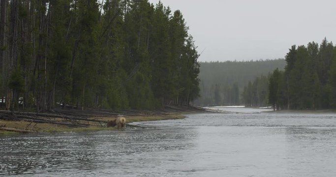 Elk wades in wide river on rainy day in Yellowstone