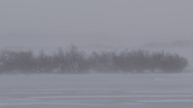 Scenic blizzard winds buffet copse of willows in tundra