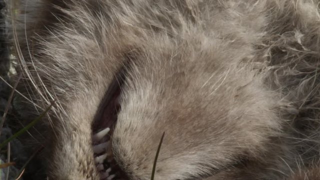 Close on dead arctic fox kits mouth and teeth