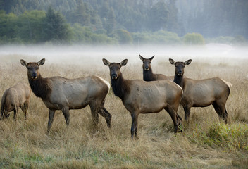 Roosevelt Elk