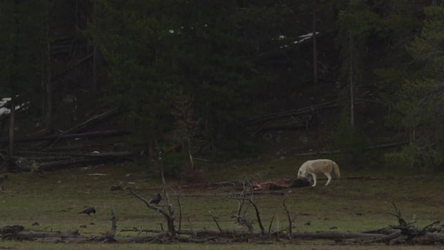 White wolf tears meat off bison carcass on rainy day in Yellowstone