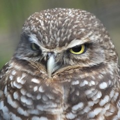 Burrowing Owl