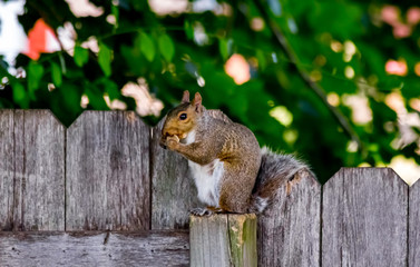 squirrel eating