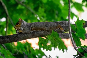 Fototapeta premium squirrel with a nut