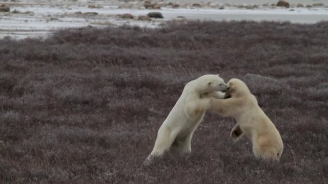 Slow motion - polar bears sparring and fighting in tundra