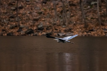 Flying Egret