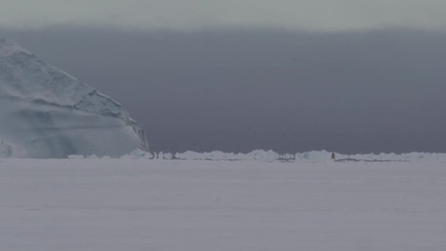 Polar bear in distance walks away past iceberg