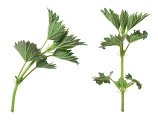Fresh stinging nettle isolated on white background, this plant is often used in soups 