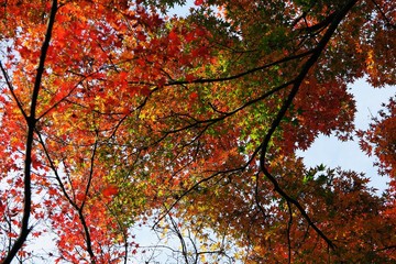 秋の彩り
都内の公園を散歩中、色々に色づいた紅葉、黄葉が。　あたかも秋の花の様に周りの景色を明るくしています。