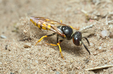 European beewolf, Philanthus triangulum diggning in sand