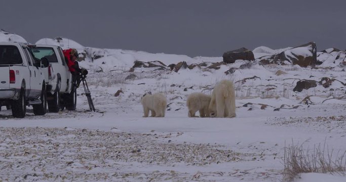 Polar bear and cubs dangerously close to camera crew in truck
