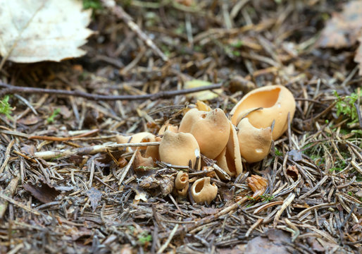 Otidea fungi growth