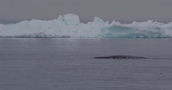 Back of resting narwhal as it lazes and birds race over