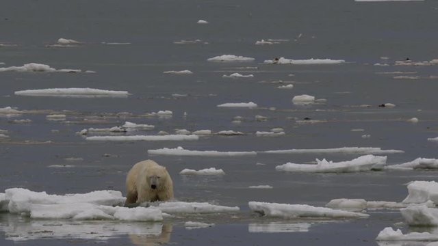 Wet cold polar bear wading through sea ice on cloudy day