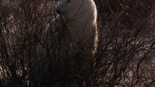 Slow motion - polar bear playing around in willow bush in afternoon light