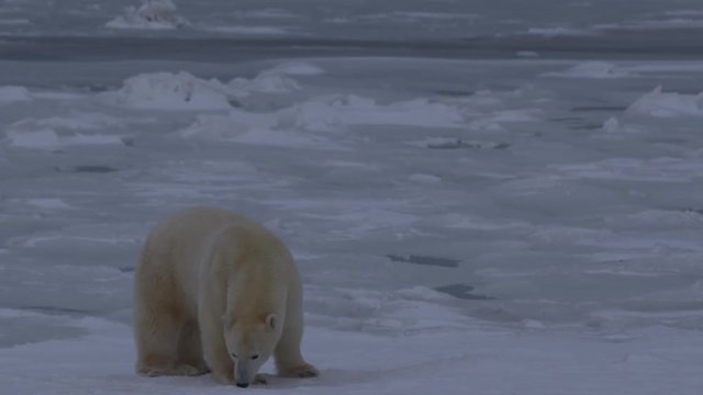 Polar bear licks at ice on frozen sea at dusk